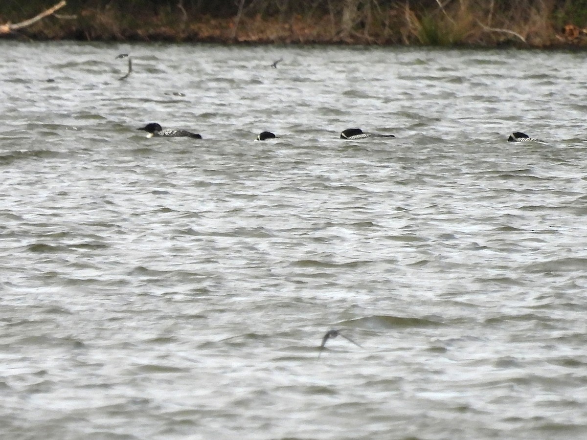 Common Loon - ML617014564