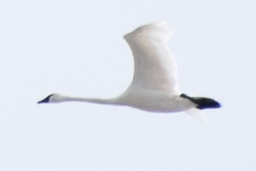 Tundra Swan - ML617014578