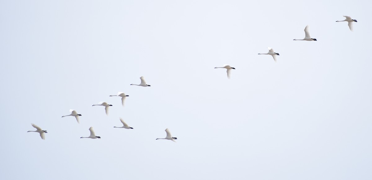 Tundra Swan - Richard Buist