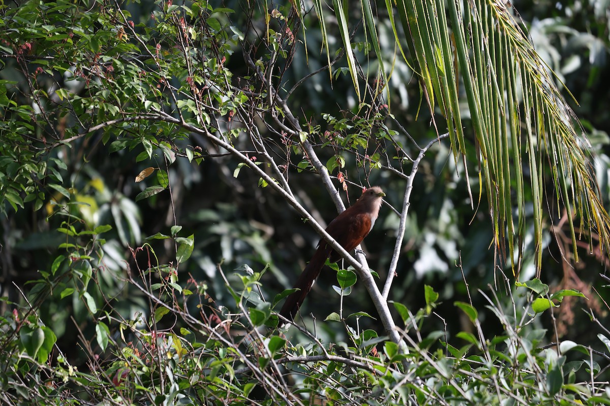 Squirrel Cuckoo (Middle America) - ML617014610