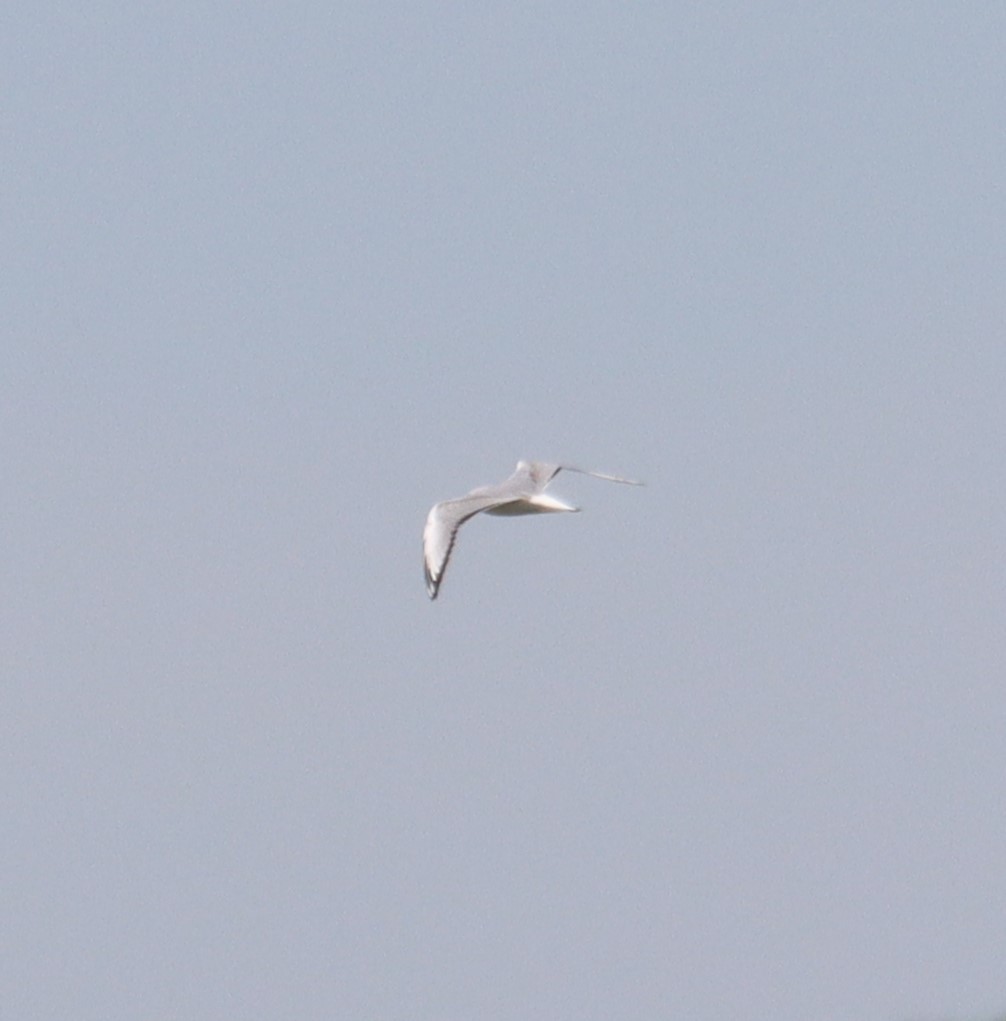 Mouette de Bonaparte - ML617014613