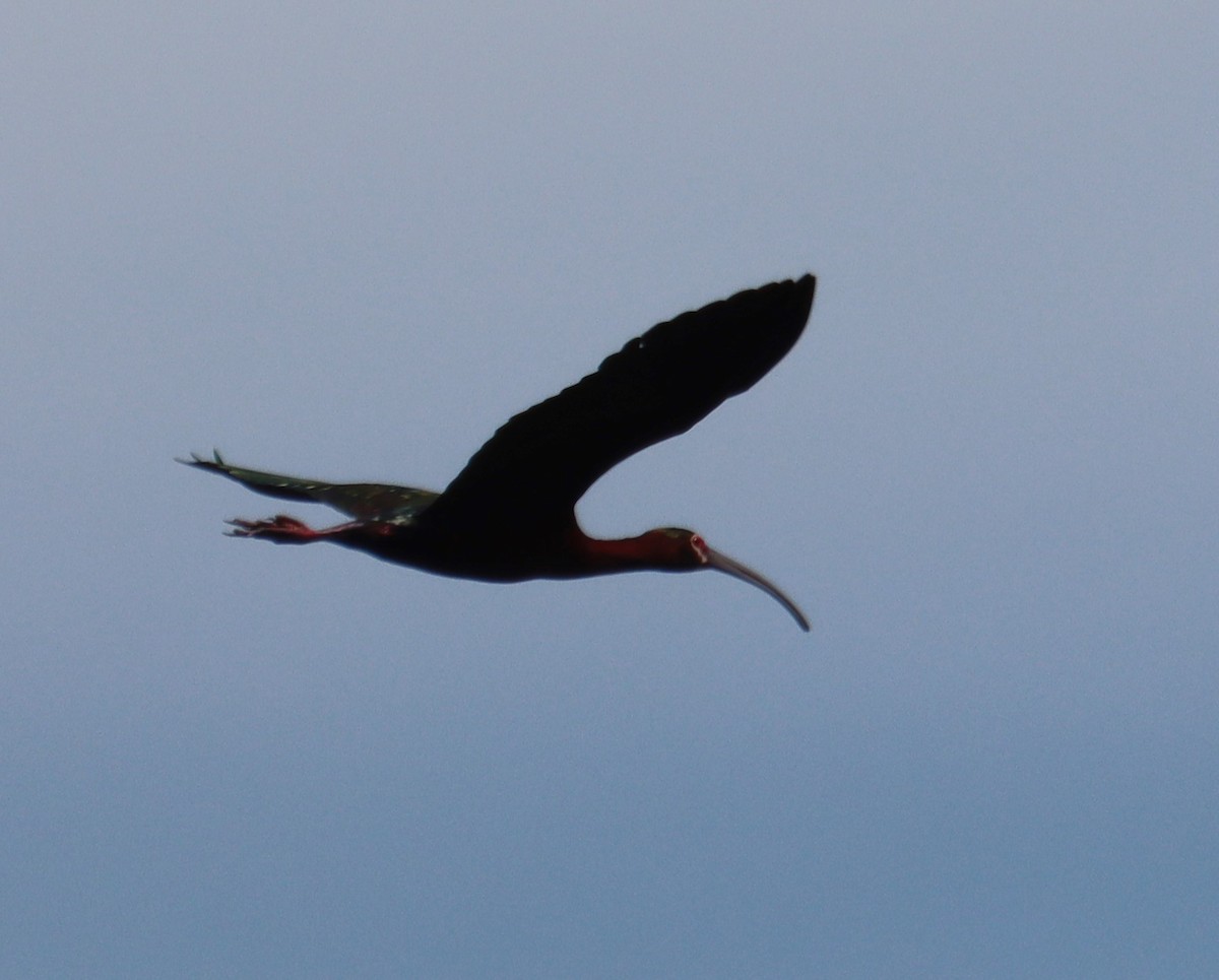 Ibis à face blanche - ML617014623