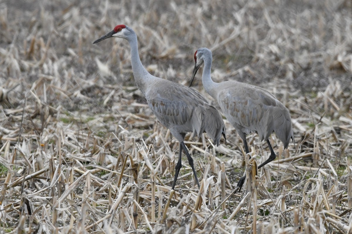 Sandhill Crane (tabida/rowani) - Donna Carter