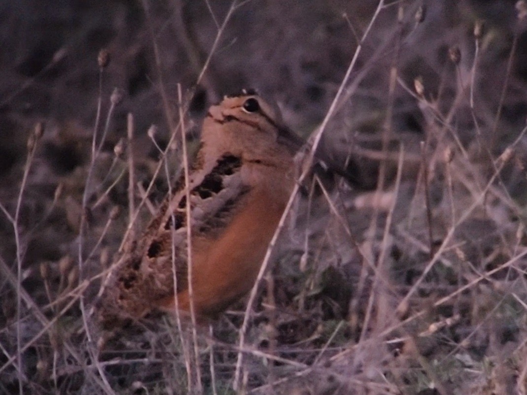 American Woodcock - ML617014635