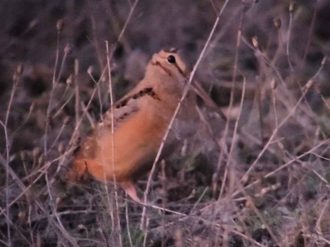 American Woodcock - ML617014636