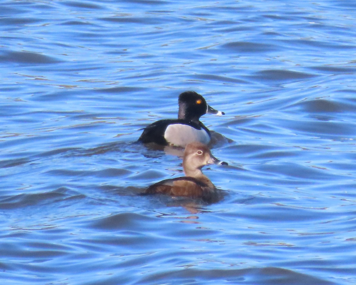 Ring-necked Duck - ML617014651