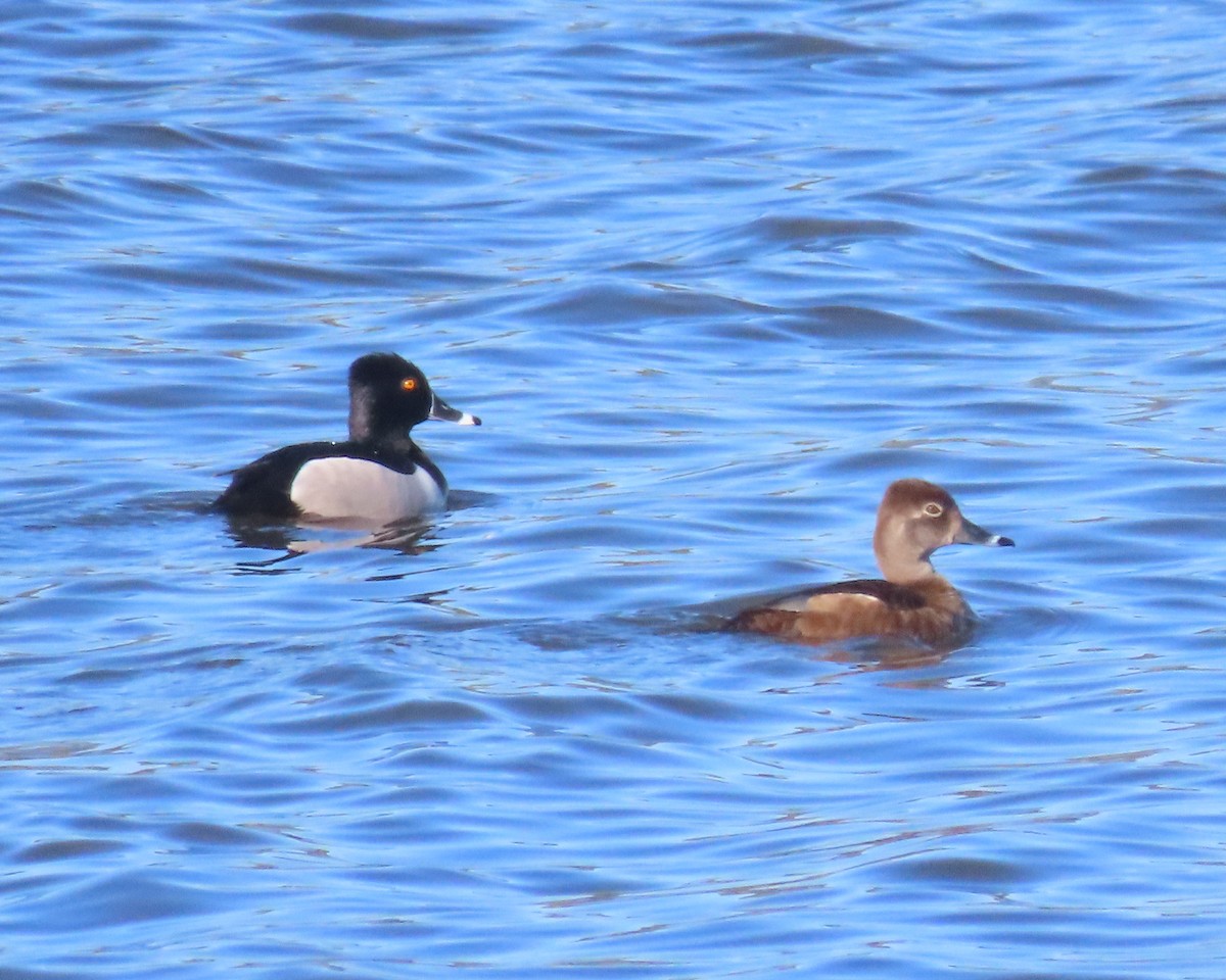 Ring-necked Duck - ML617014654