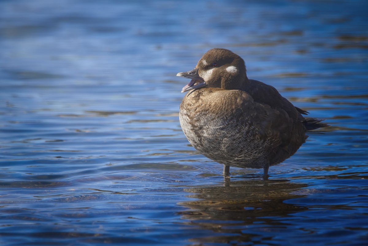 Harlequin Duck - ML617014656