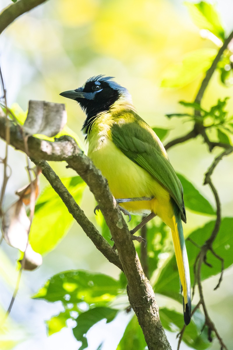 Green Jay - ML617014663