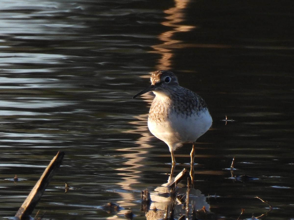 Solitary Sandpiper - ML617014666