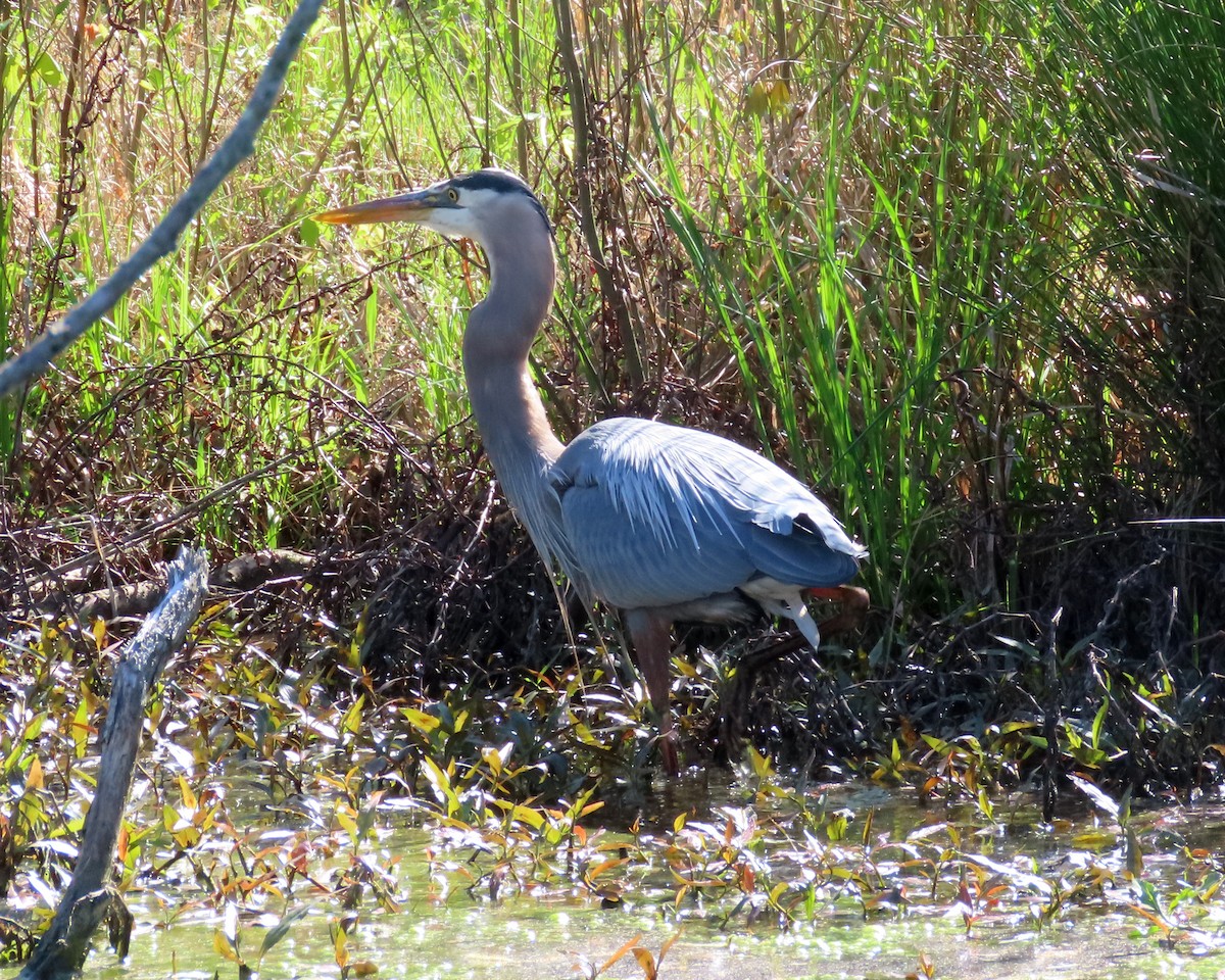 Great Blue Heron - ML617014734