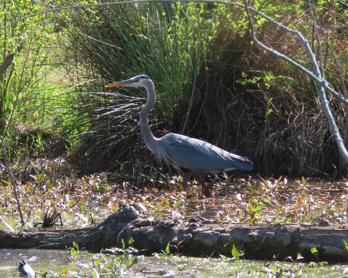 Great Blue Heron - ML617014735