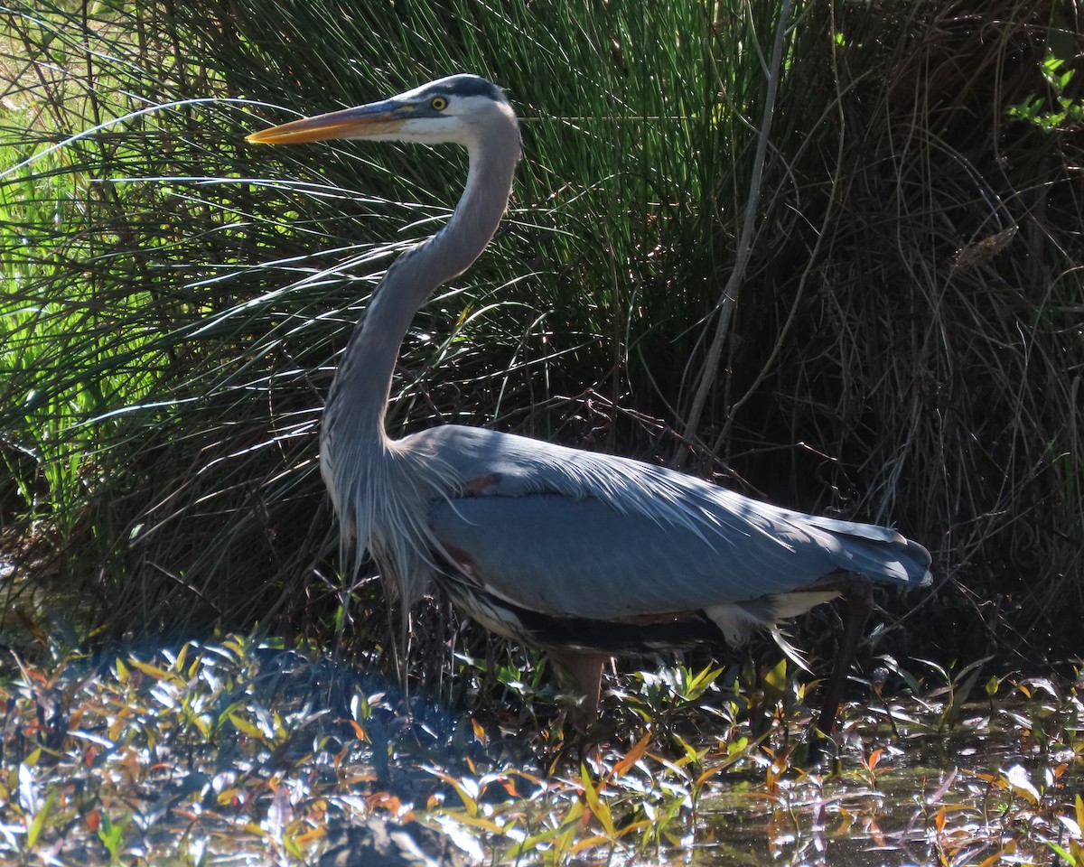 Great Blue Heron - ML617014736