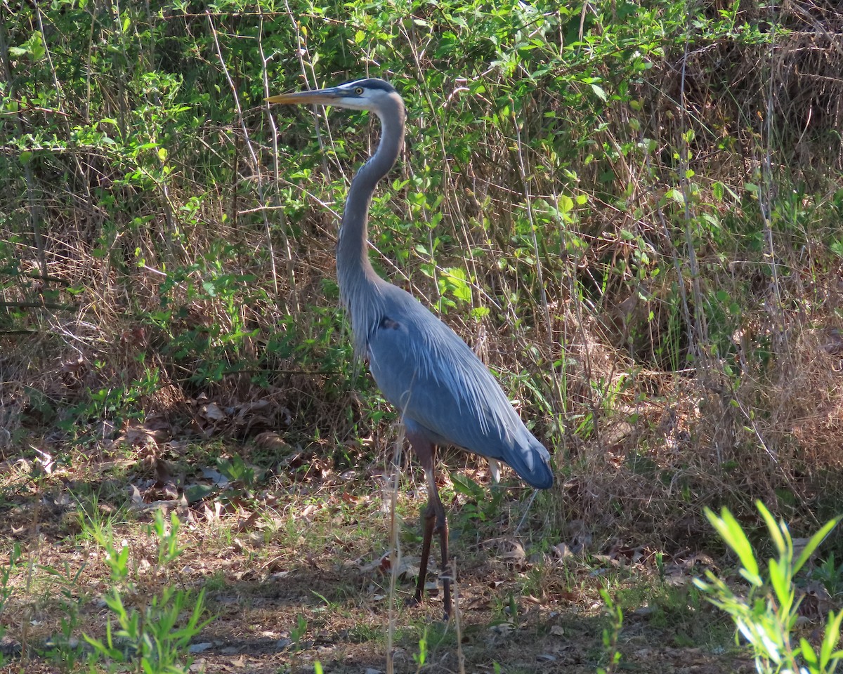 Great Blue Heron - ML617014737