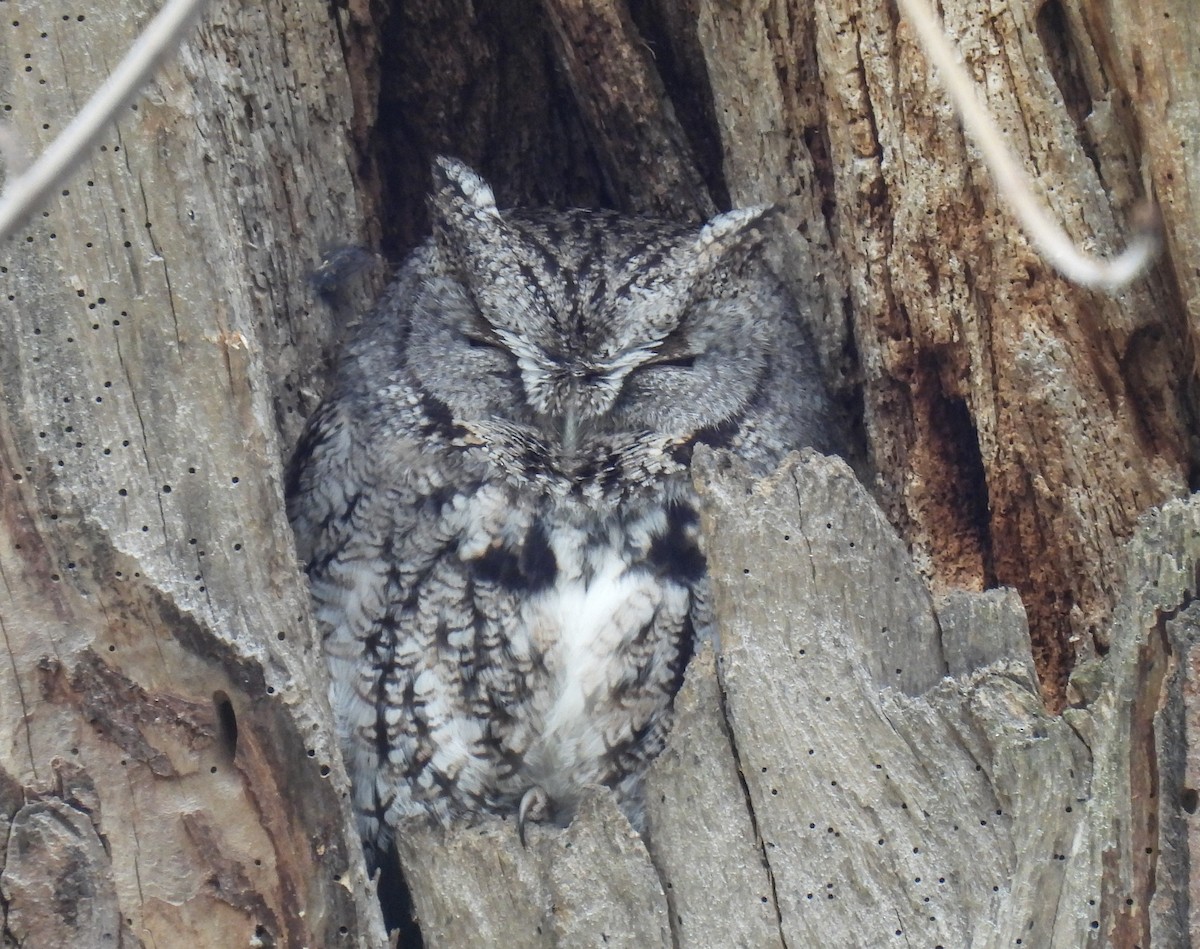 Eastern Screech-Owl - ML617014767