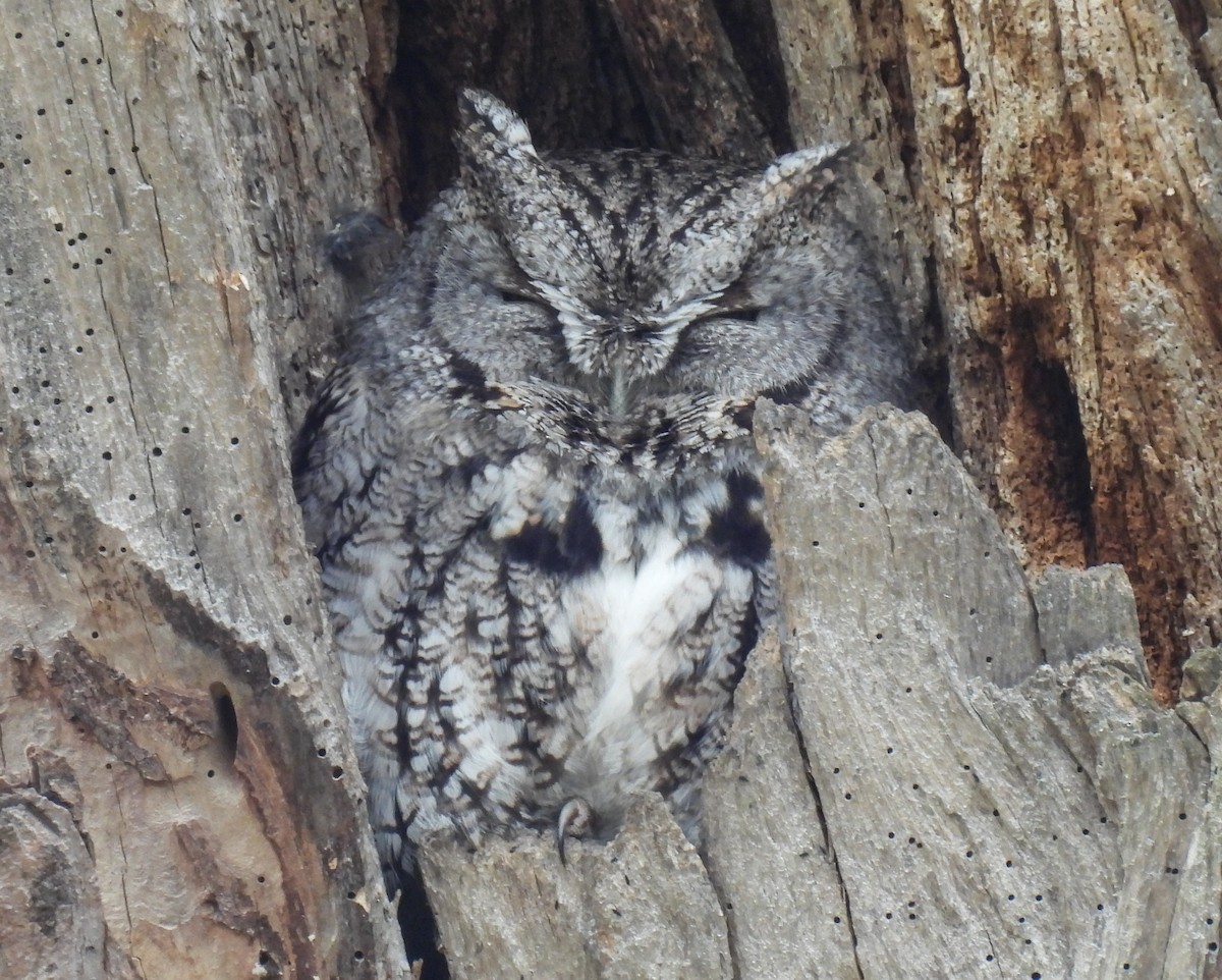 Eastern Screech-Owl - ML617014768