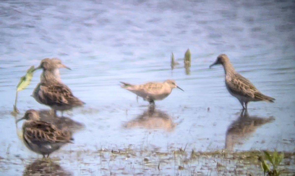 Baird's Sandpiper - ML617014801