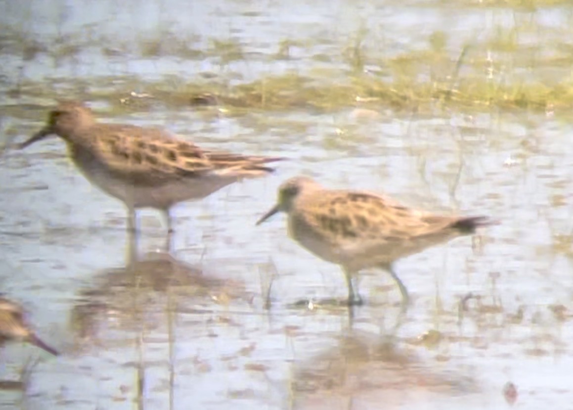 Baird's Sandpiper - ML617014803