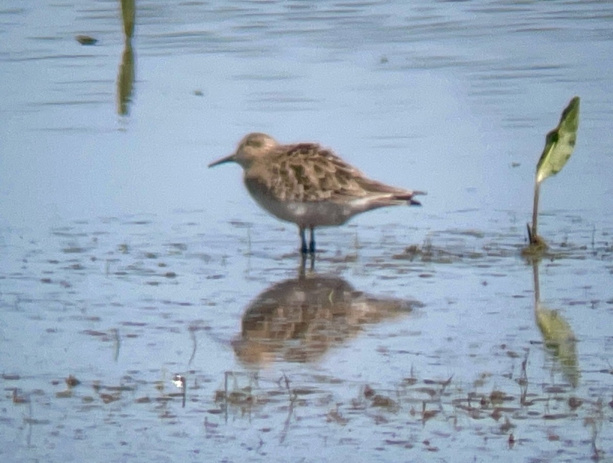 Baird's Sandpiper - ML617014812