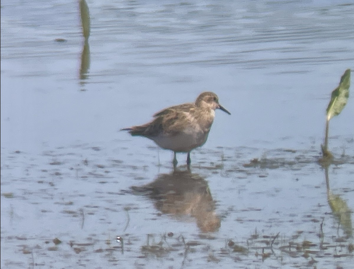 Baird's Sandpiper - Paige O