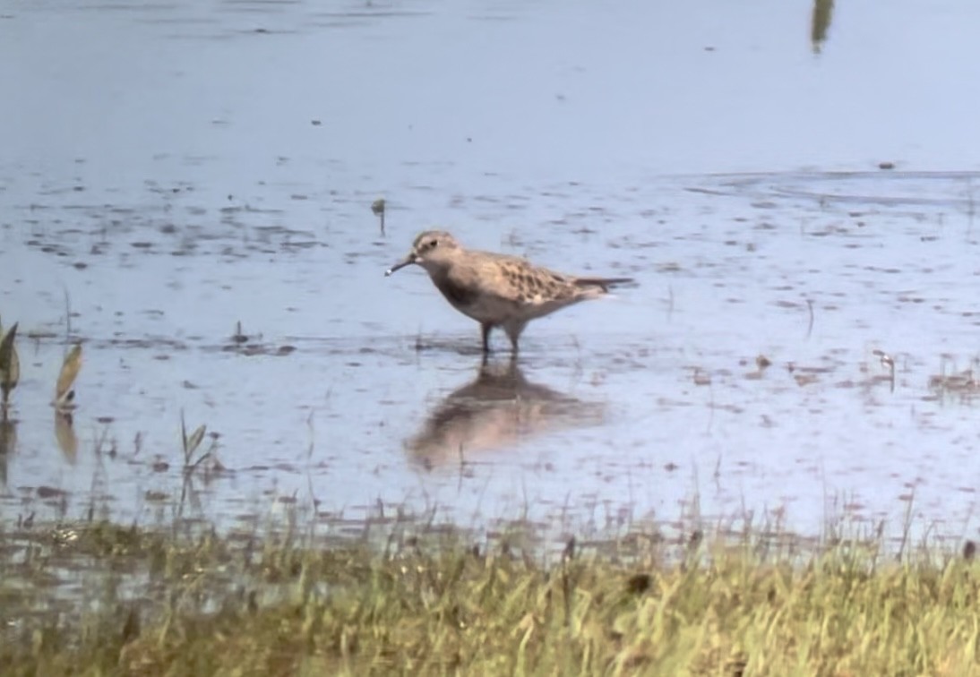 Baird's Sandpiper - ML617014814