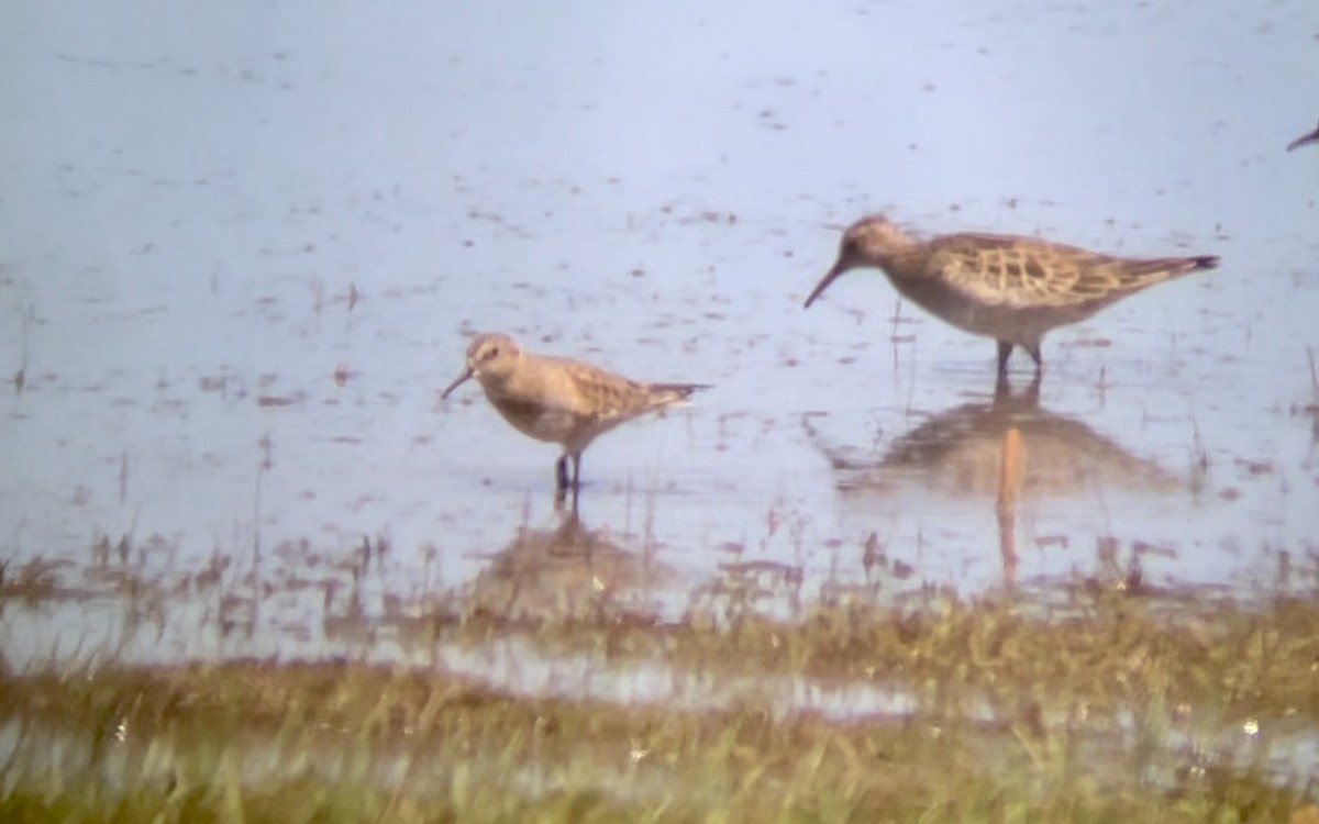 Baird's Sandpiper - Paige O