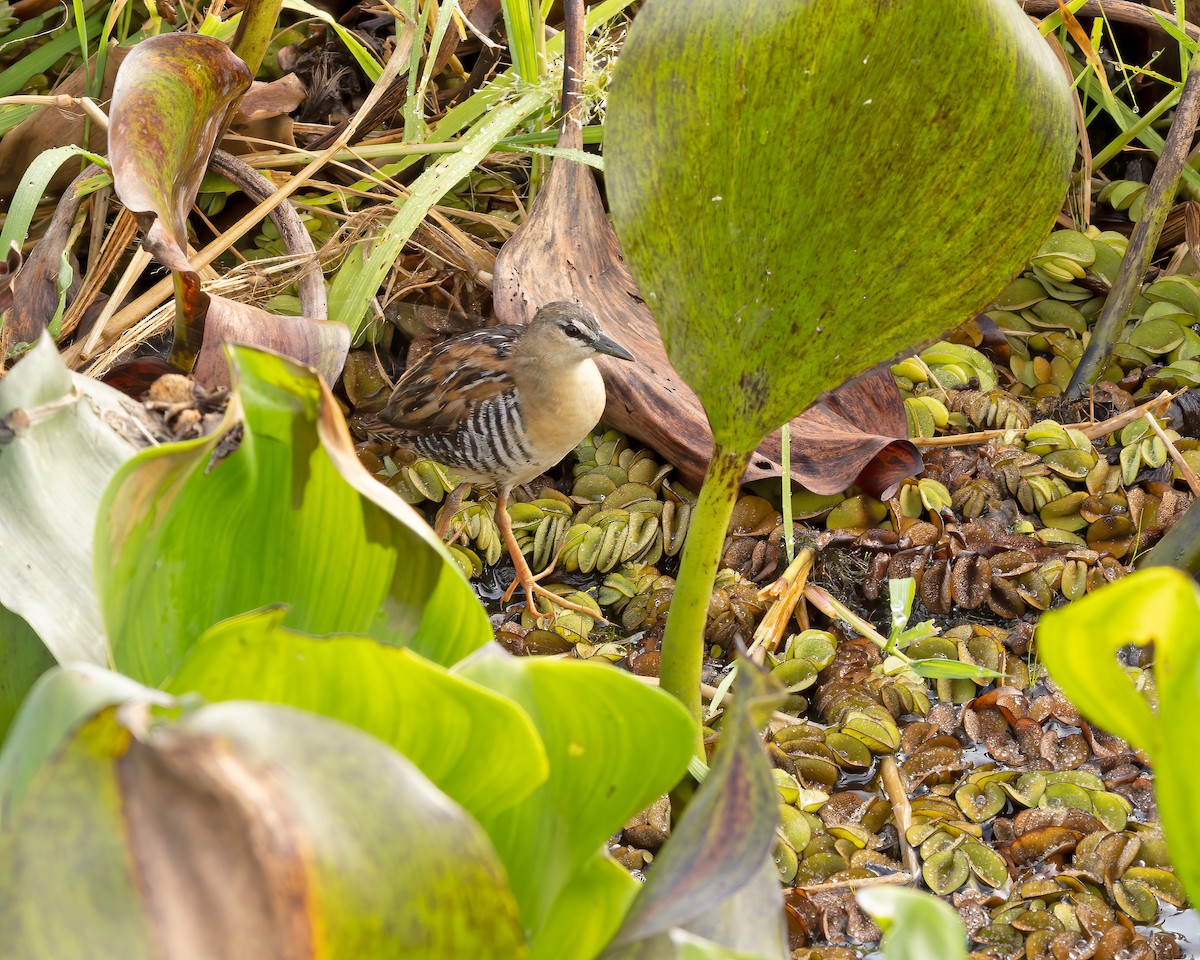 Yellow-breasted Crake - Mark & Teri McClelland