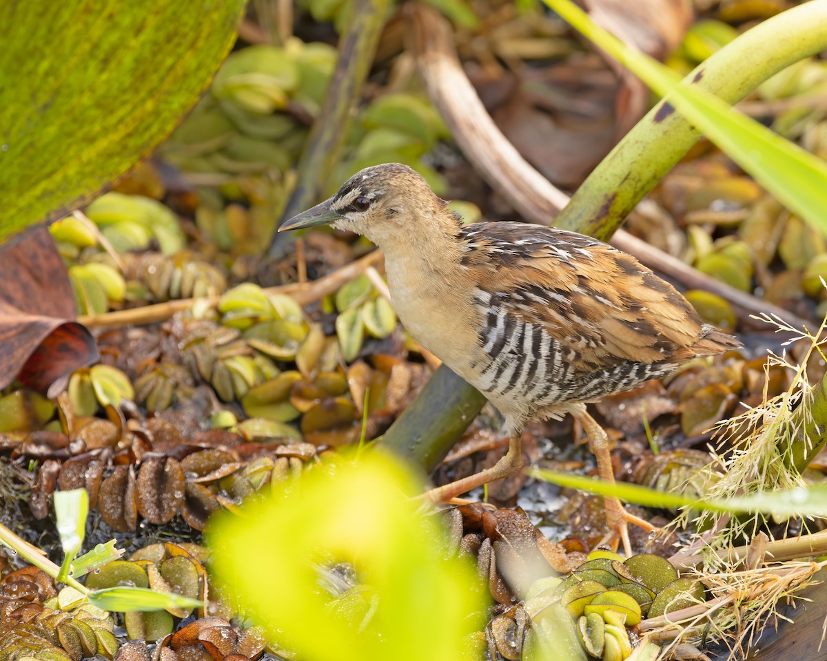 Yellow-breasted Crake - Mark & Teri McClelland