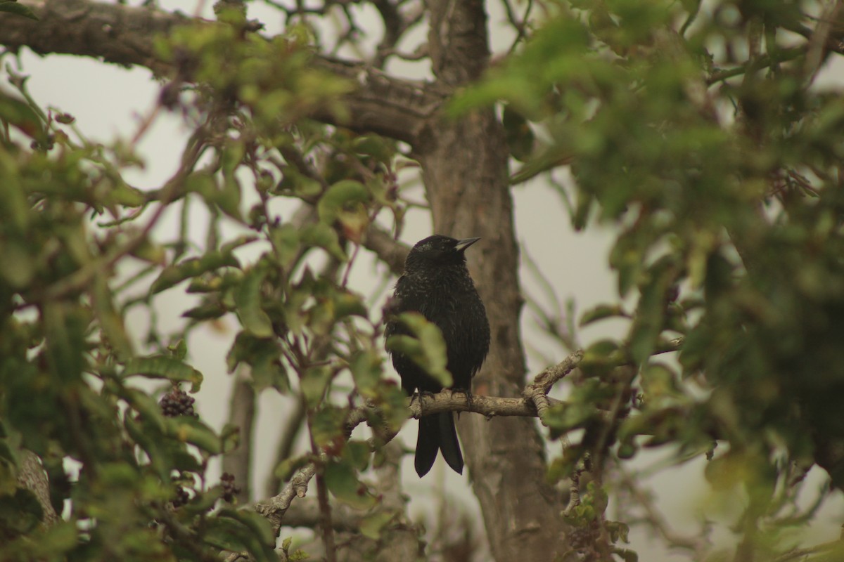 Yellow-winged Blackbird - ML617014831