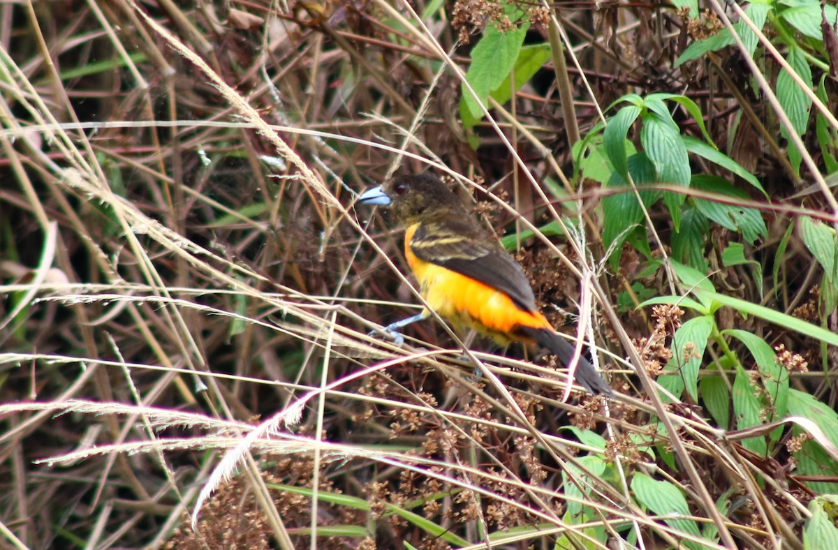 Flame-rumped Tanager (Flame-rumped) - Luis Hernánadez(@Birdsbyluishernandez)