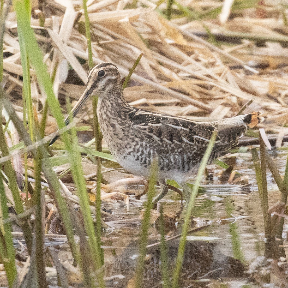 Wilson's Snipe - ML617014844