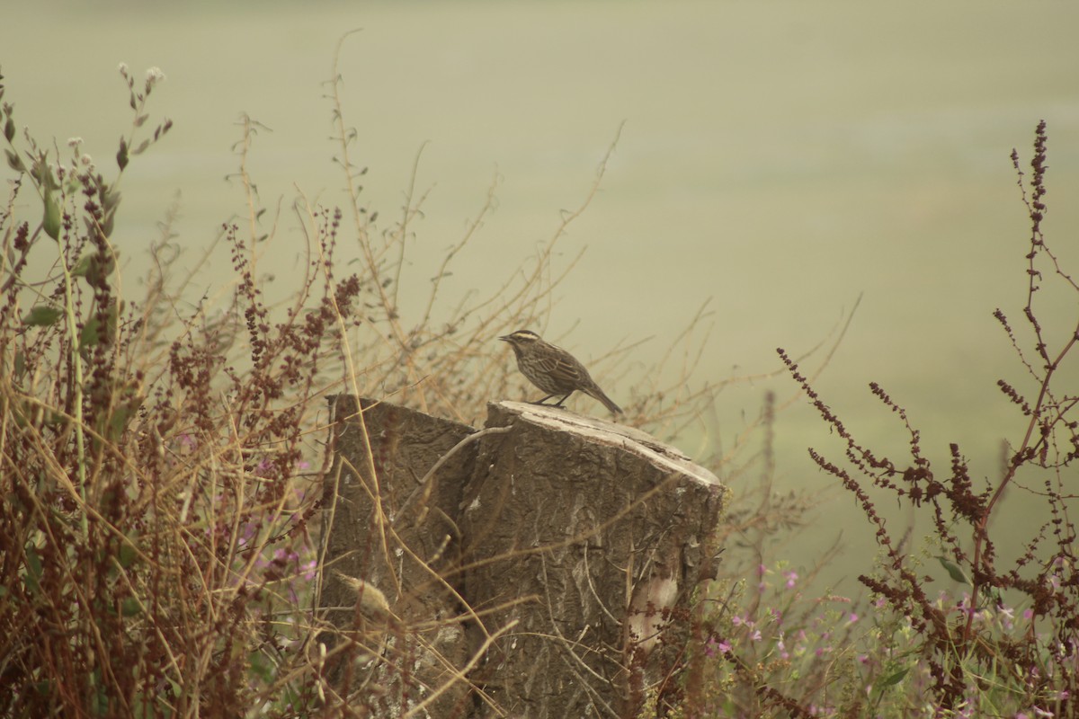 Yellow-winged Blackbird - ML617014861