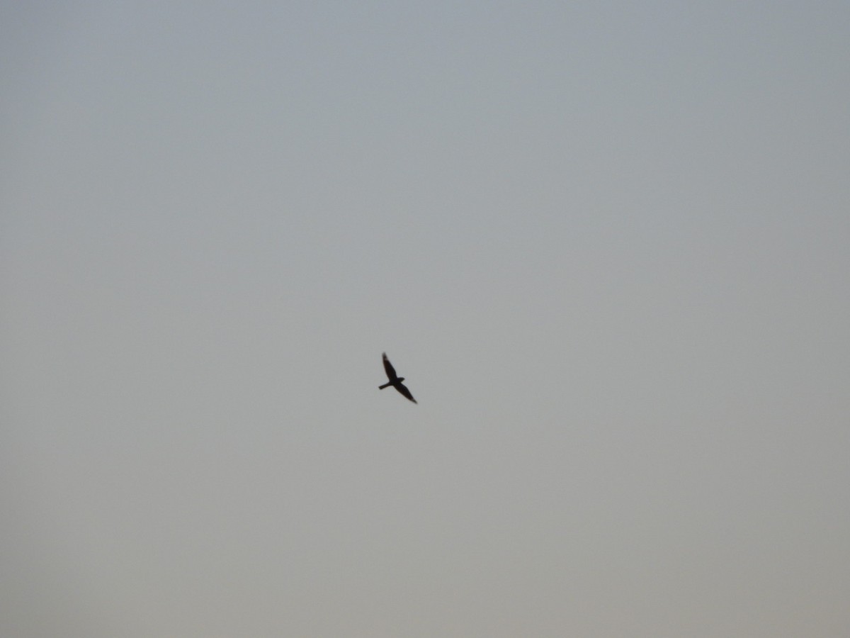 Lesser Nighthawk - David, Ronda, and Rilee Mills