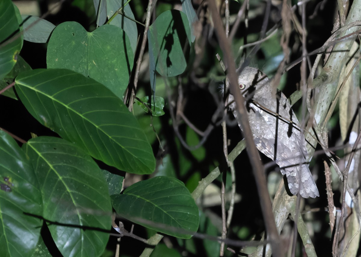 Blyth's Frogmouth (Blyth's) - ML617014933