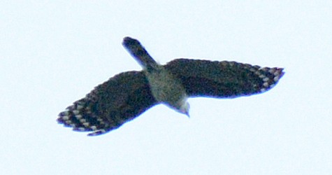 Gray-headed Kite - ML617014988