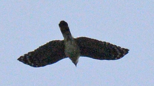 Gray-headed Kite - ML617015009