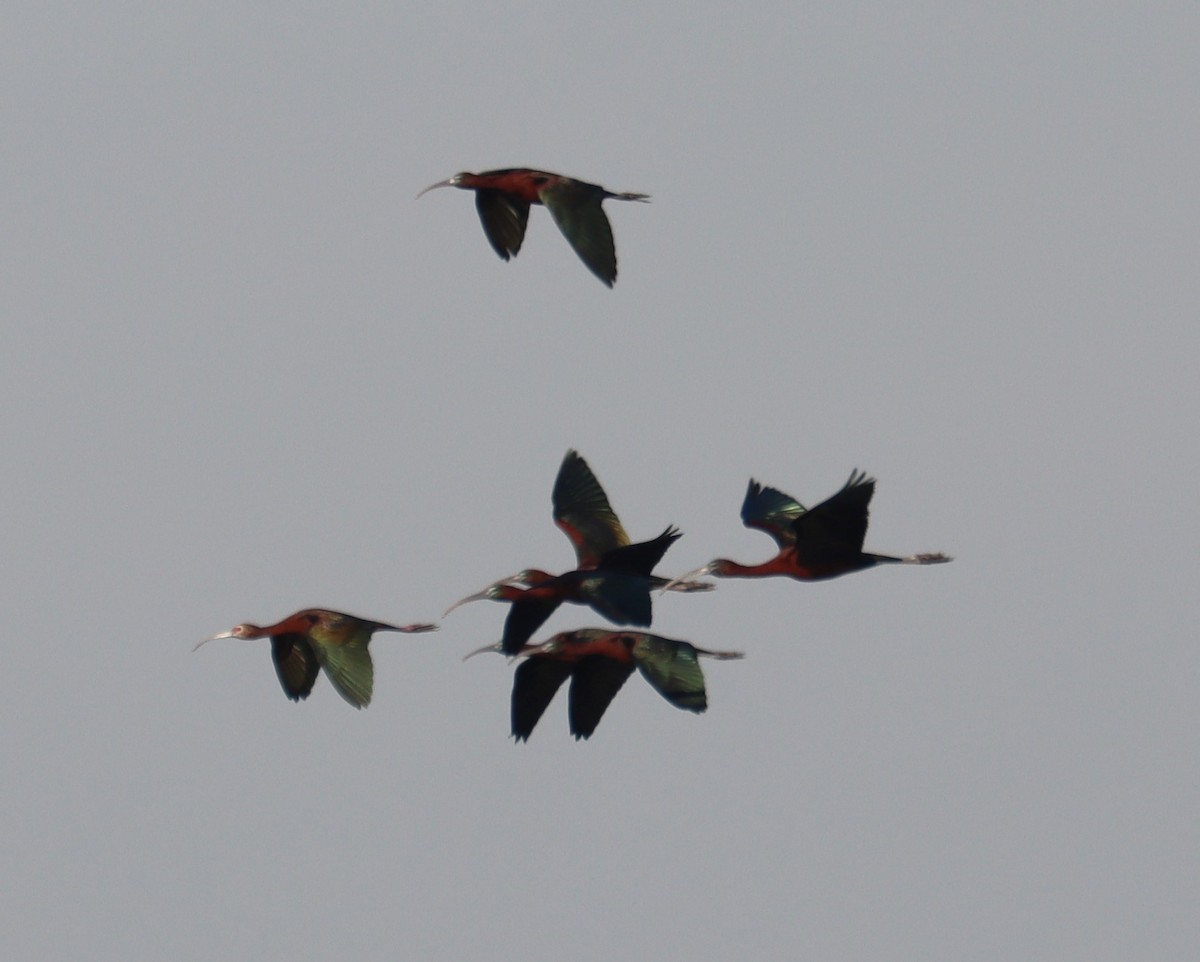 ibis americký - ML617015096