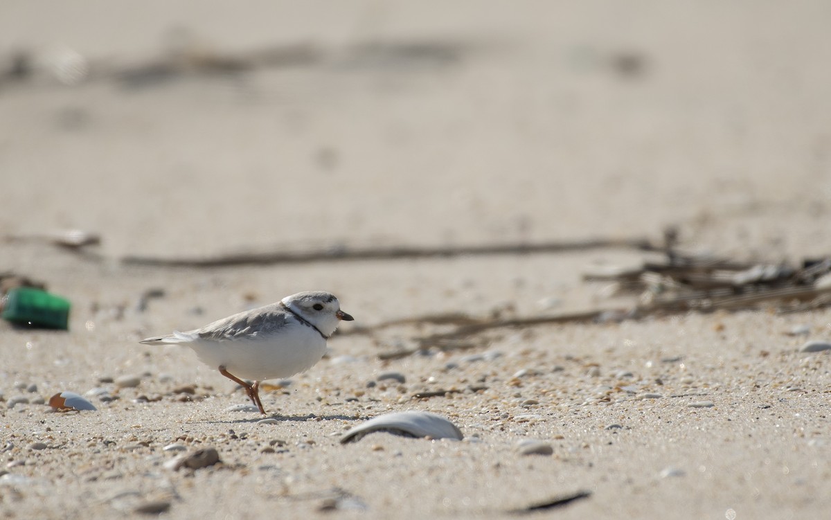 Piping Plover - ML617015131