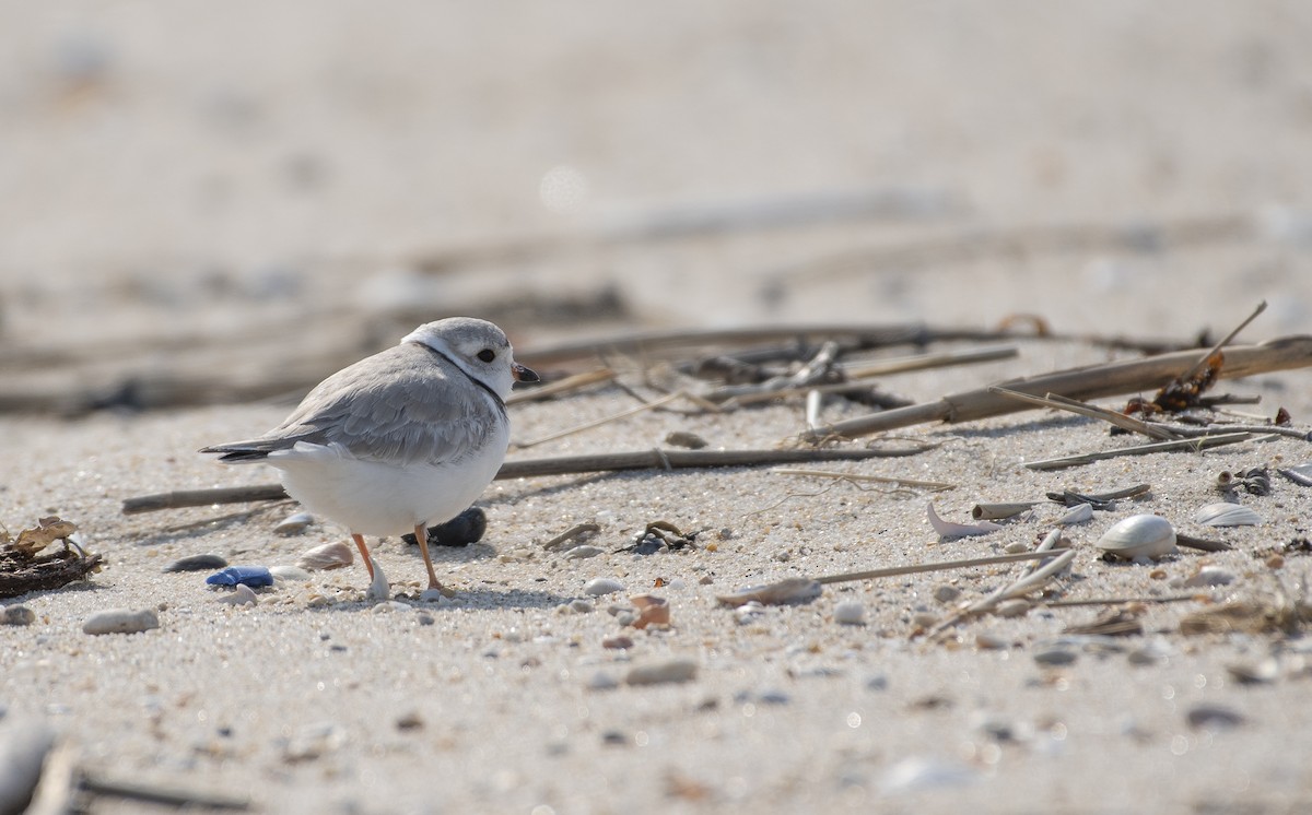 Piping Plover - ML617015132