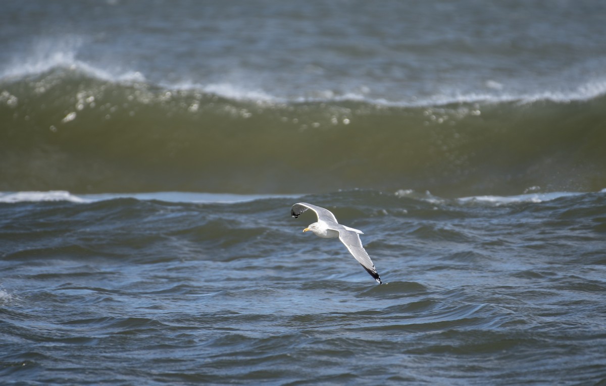 American Herring Gull - ML617015144