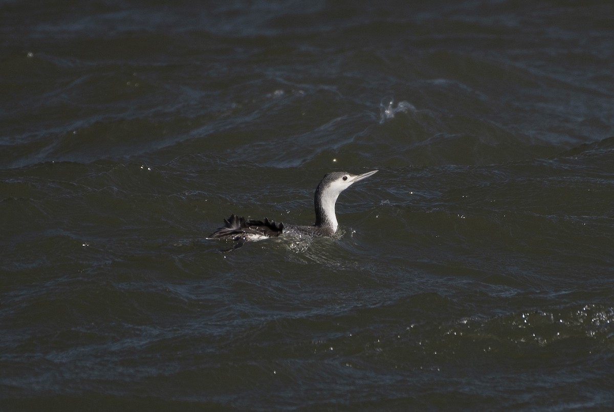 Red-throated Loon - ML617015150