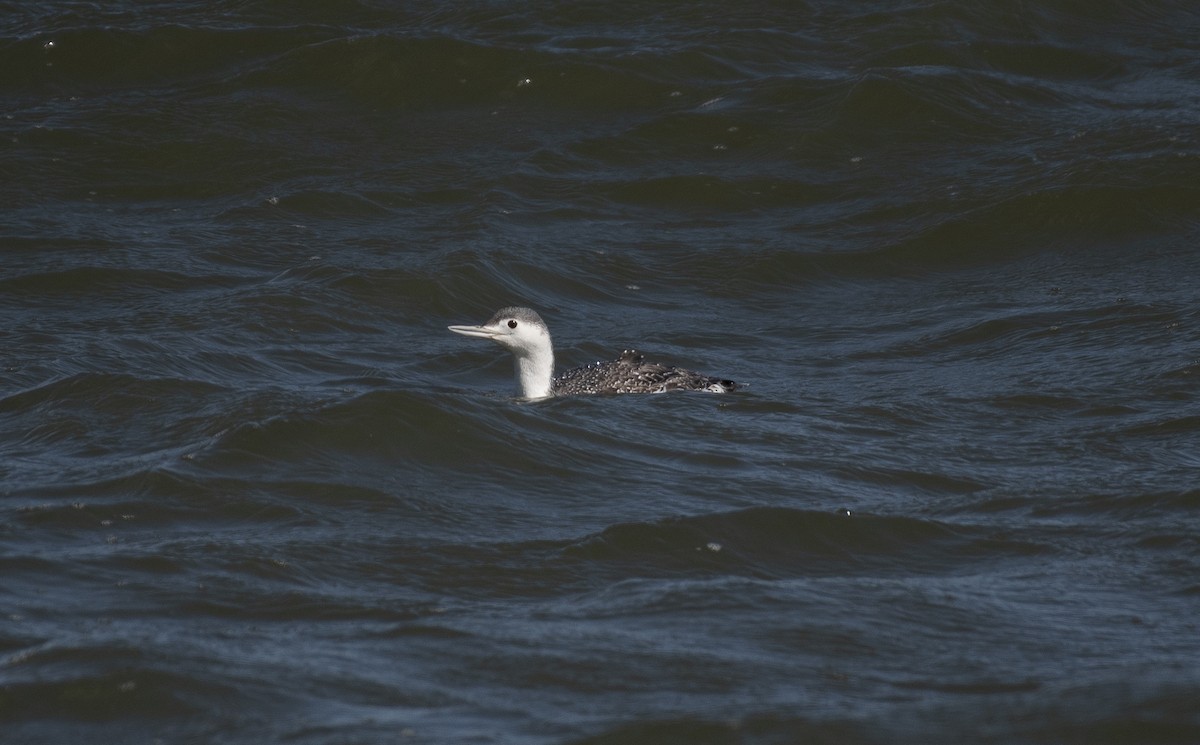 Red-throated Loon - ML617015152