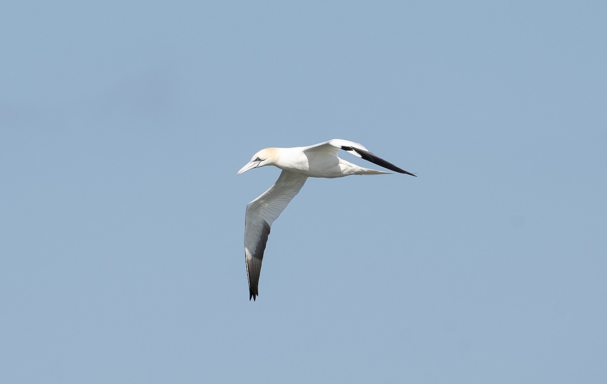 Northern Gannet - ML617015159