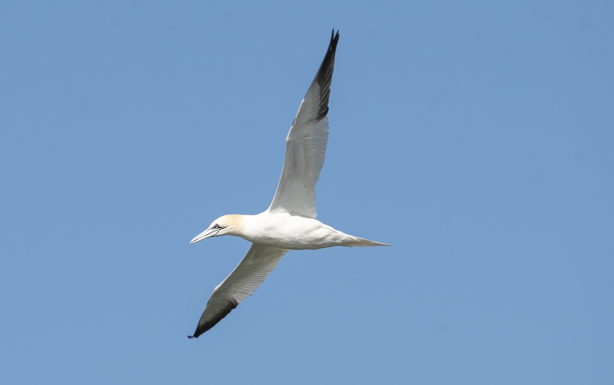 Northern Gannet - ML617015160