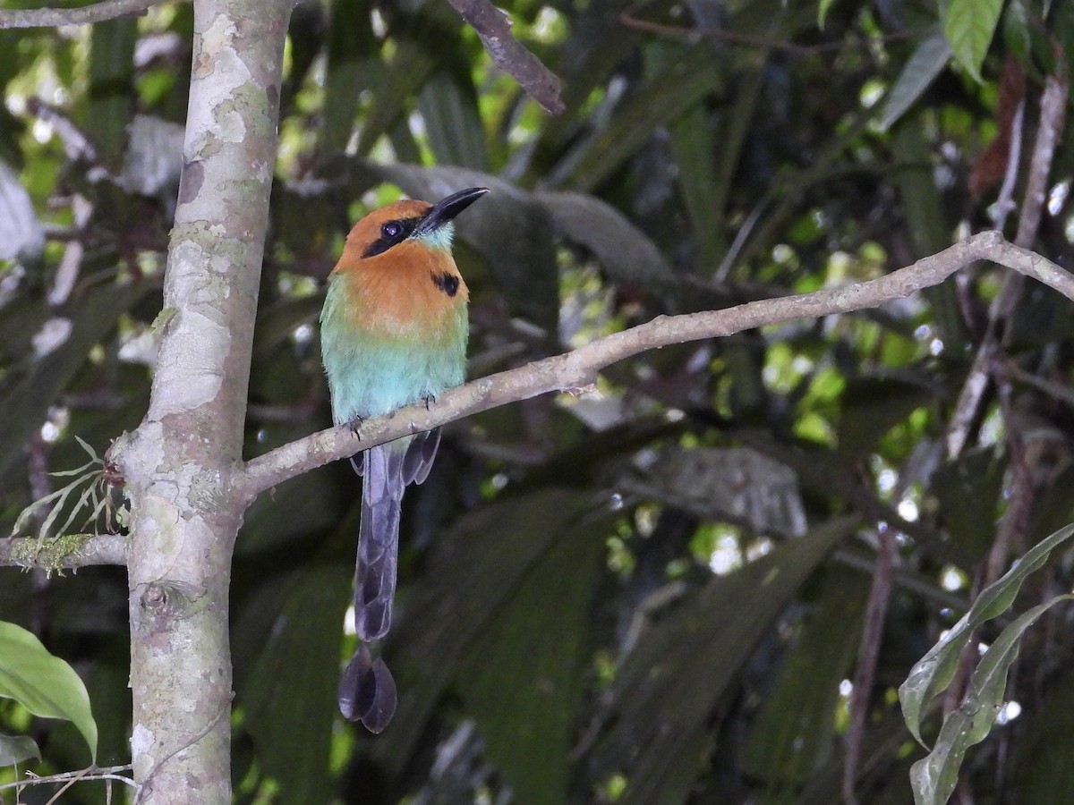 Broad-billed Motmot - WS Barbour