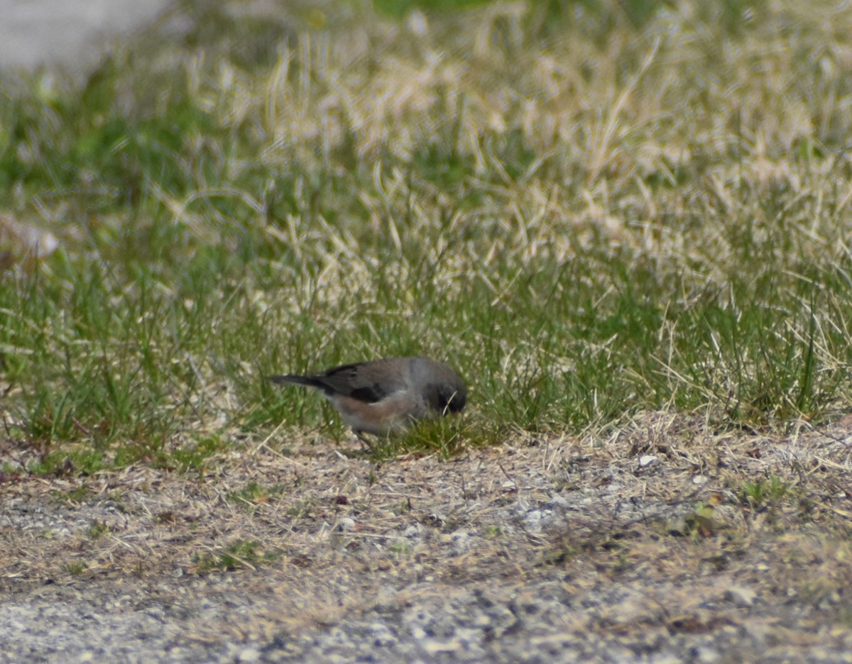 Dark-eyed Junco - ML617015180