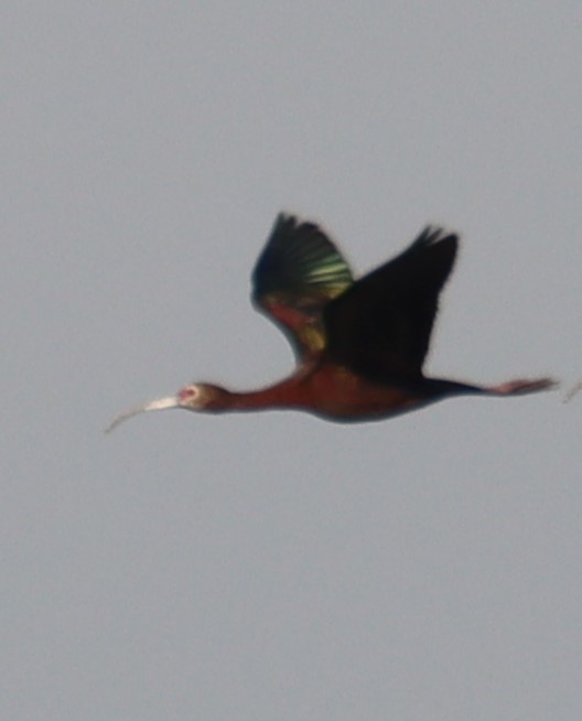 ibis americký - ML617015182