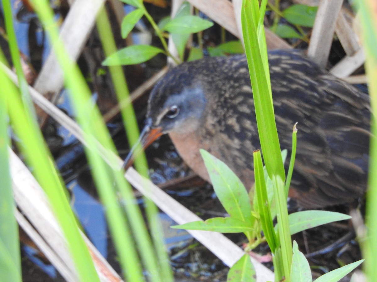 Virginia Rail - ML617015183