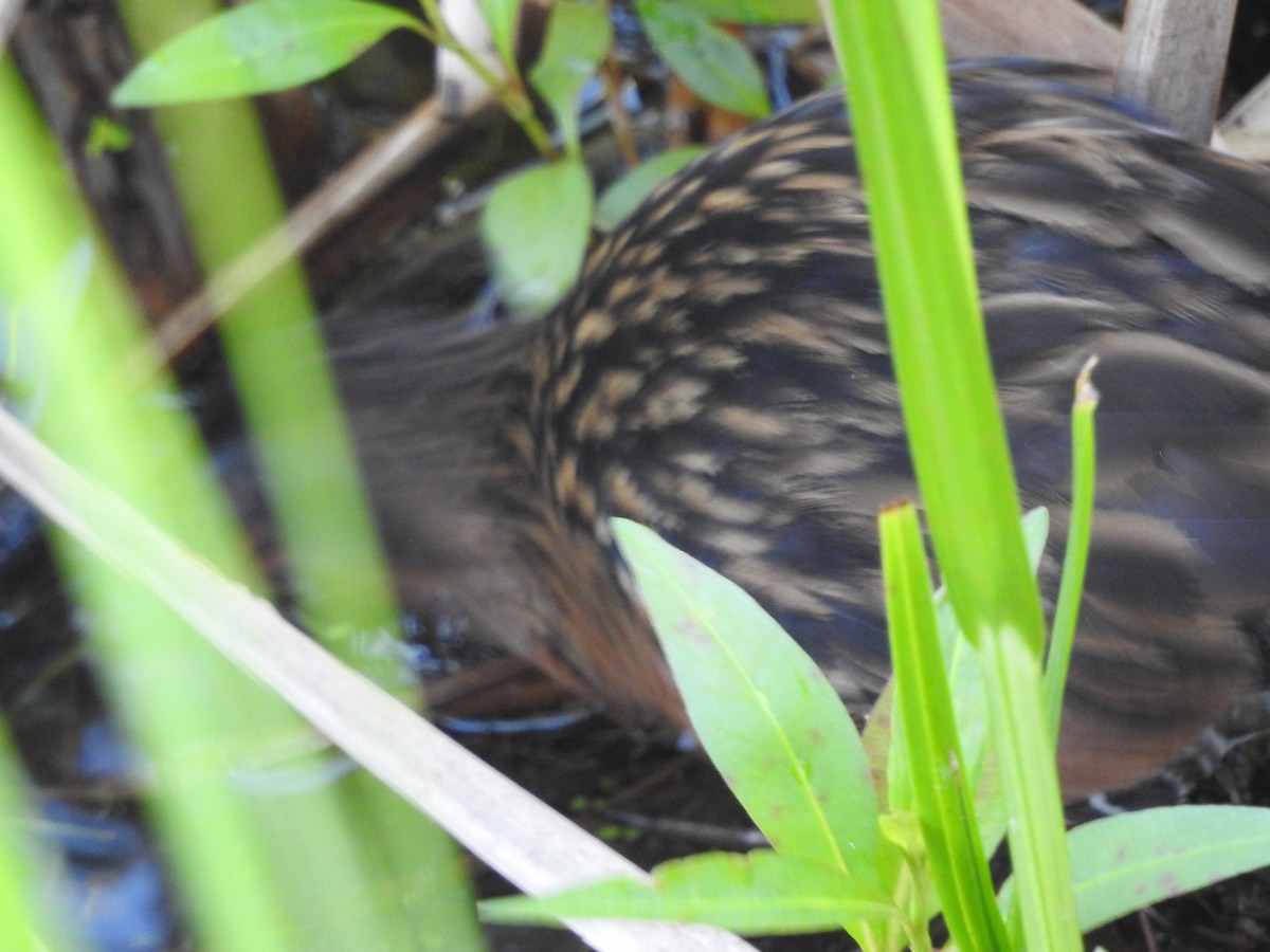 Virginia Rail - ML617015184