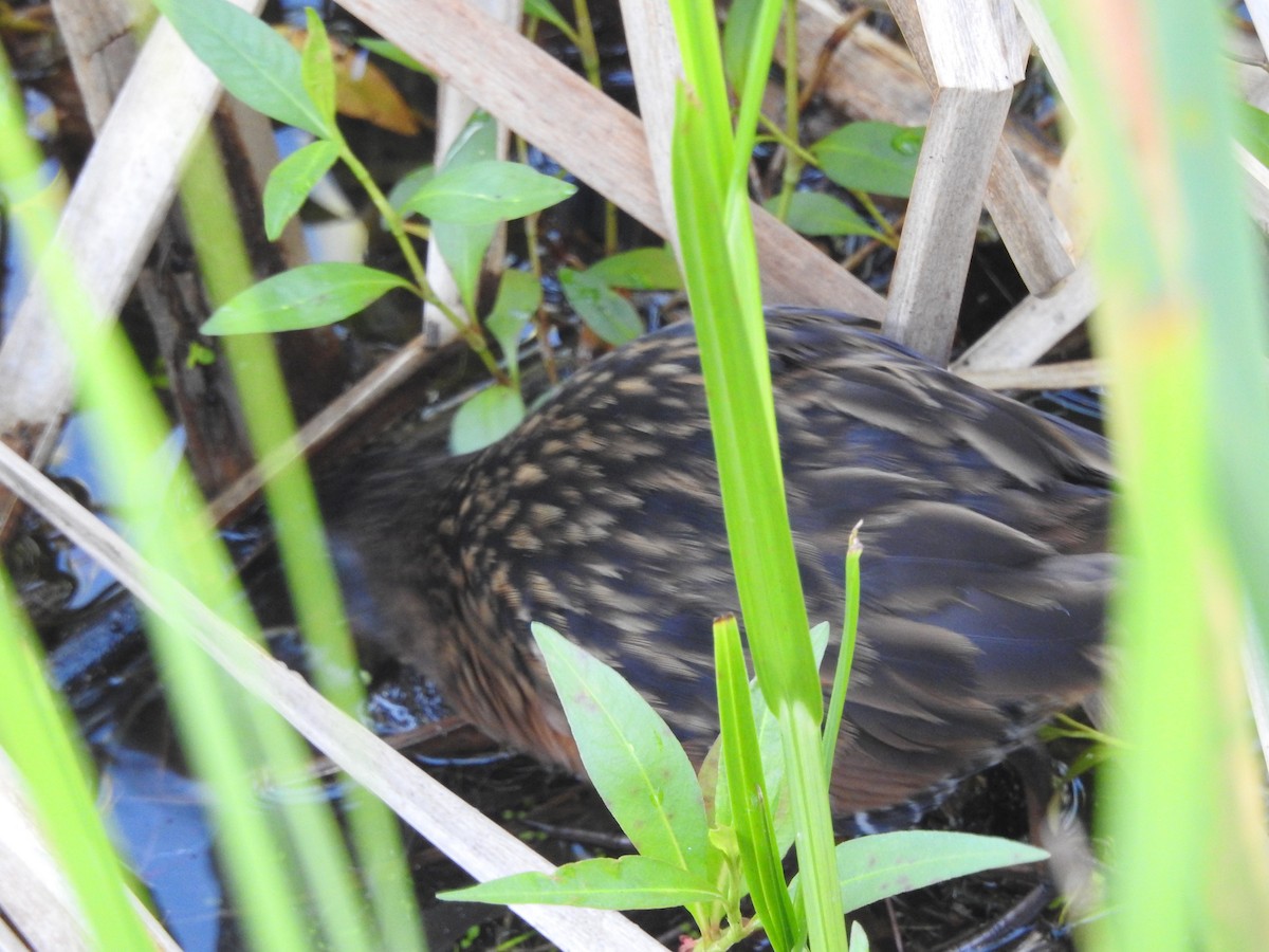 Virginia Rail - ML617015185